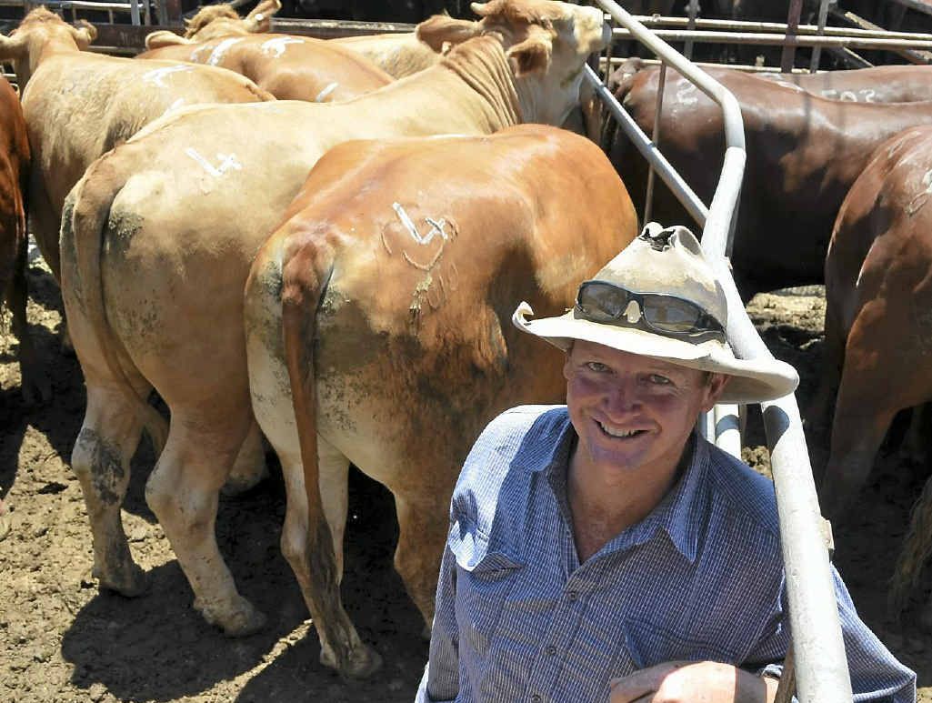 PRIME EXAMPLE: Emu Vale cattleman Jason Fritz with his champion pen of bullocks at the inaugural GNF bullock and steer show and sale. PRIME EXAMPLE: Emu Vale cattleman Jason Fritz with his champion pen of bullocks at the inaugural GNF bullock and steer show and sale.